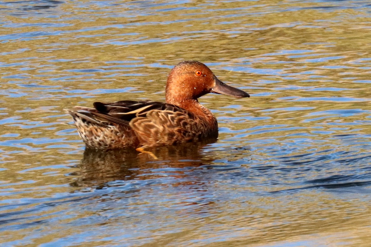 Cinnamon Teal - ML524185531