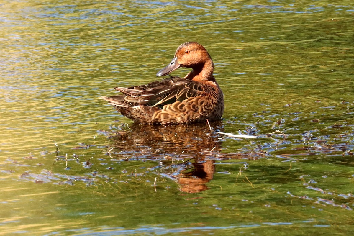 Cinnamon Teal - ML524185561