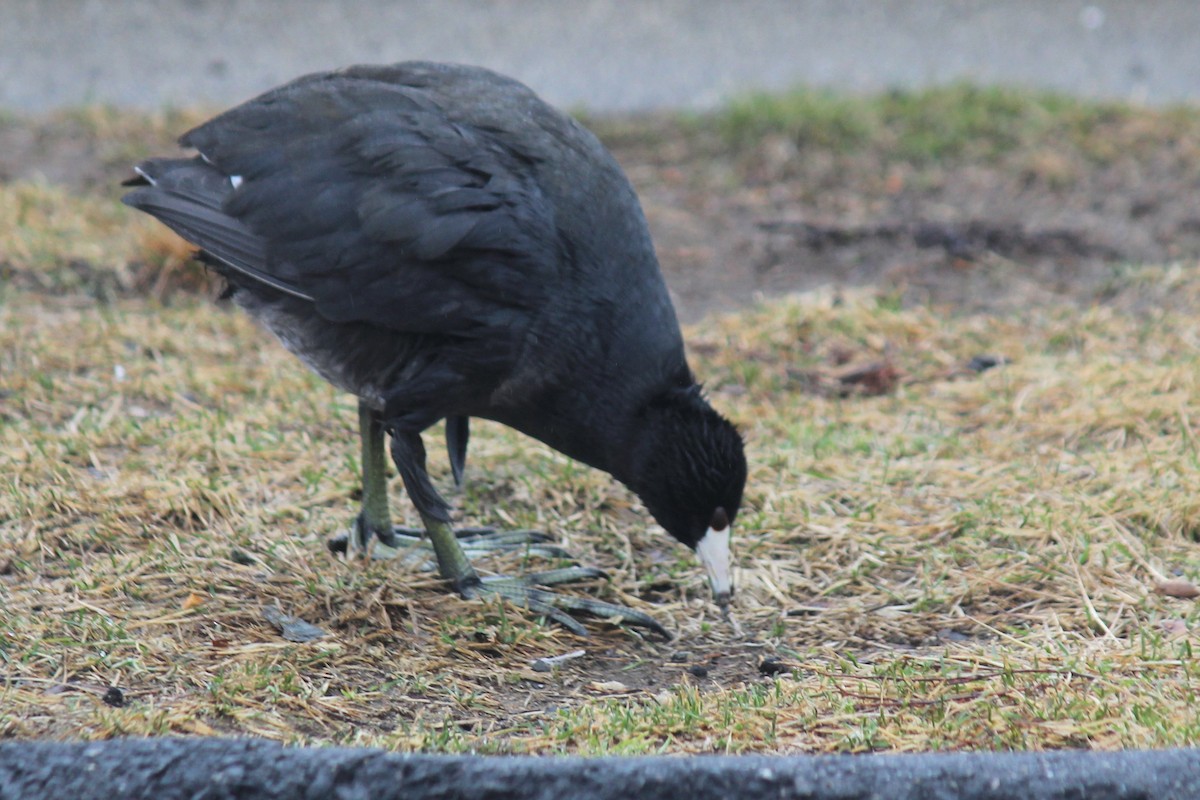 American Coot - ML524185901