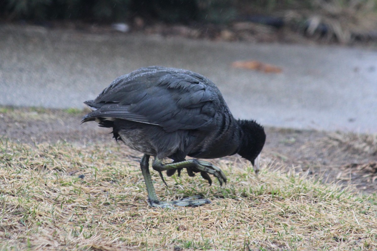 American Coot - ML524185911