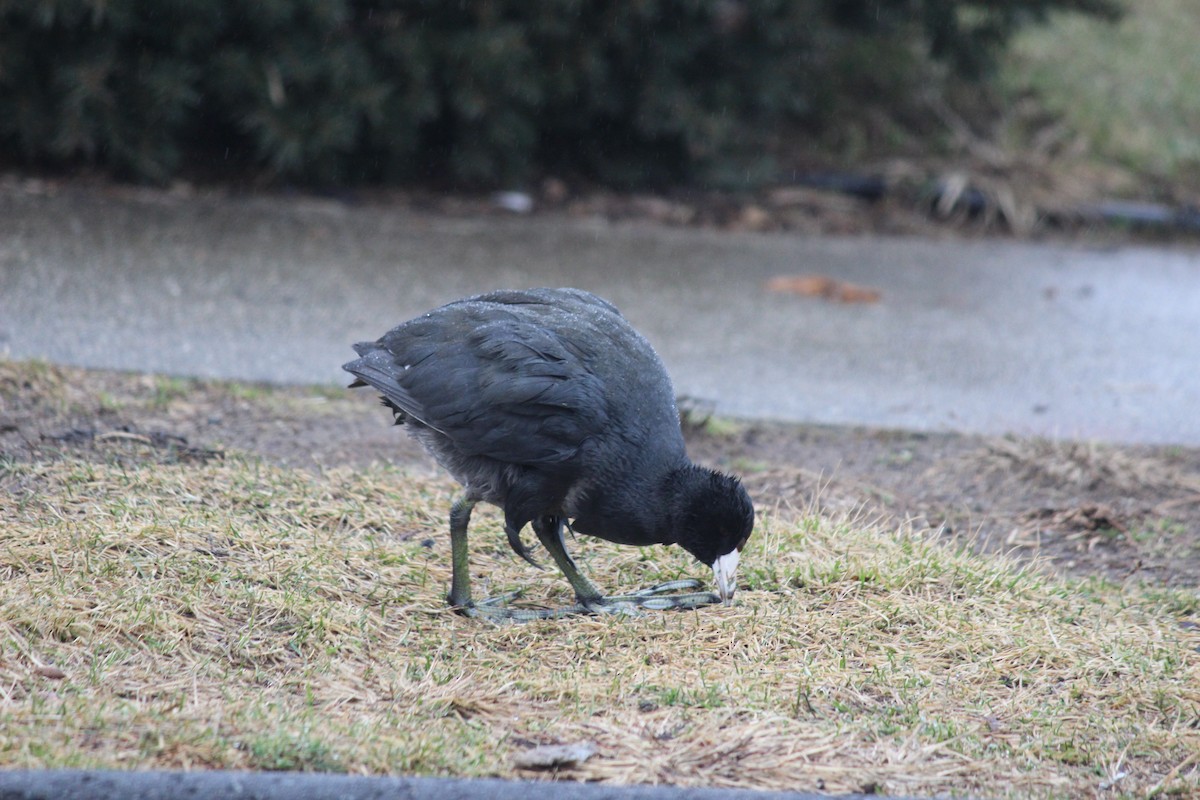 American Coot - ML524185921