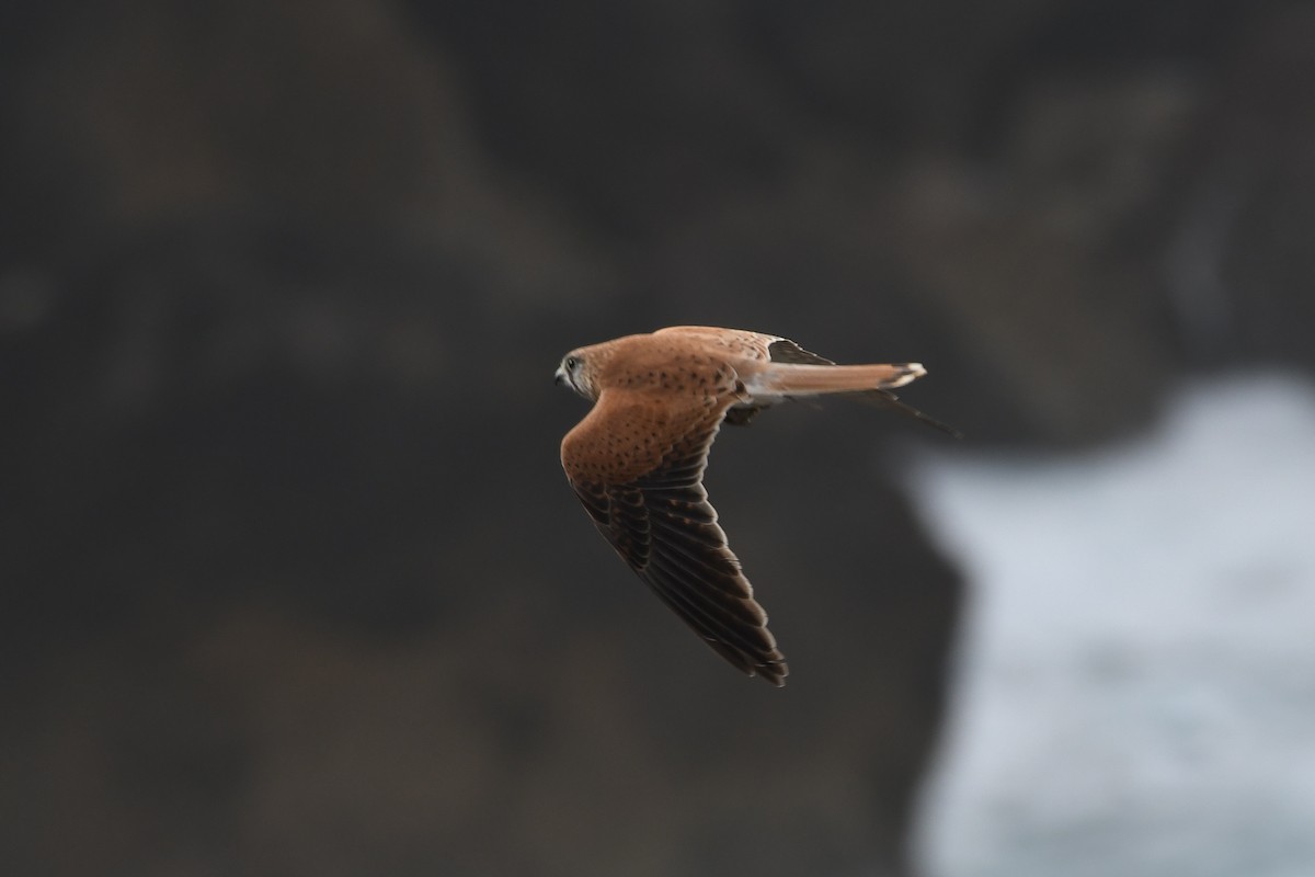 Nankeen Kestrel - ML524185931