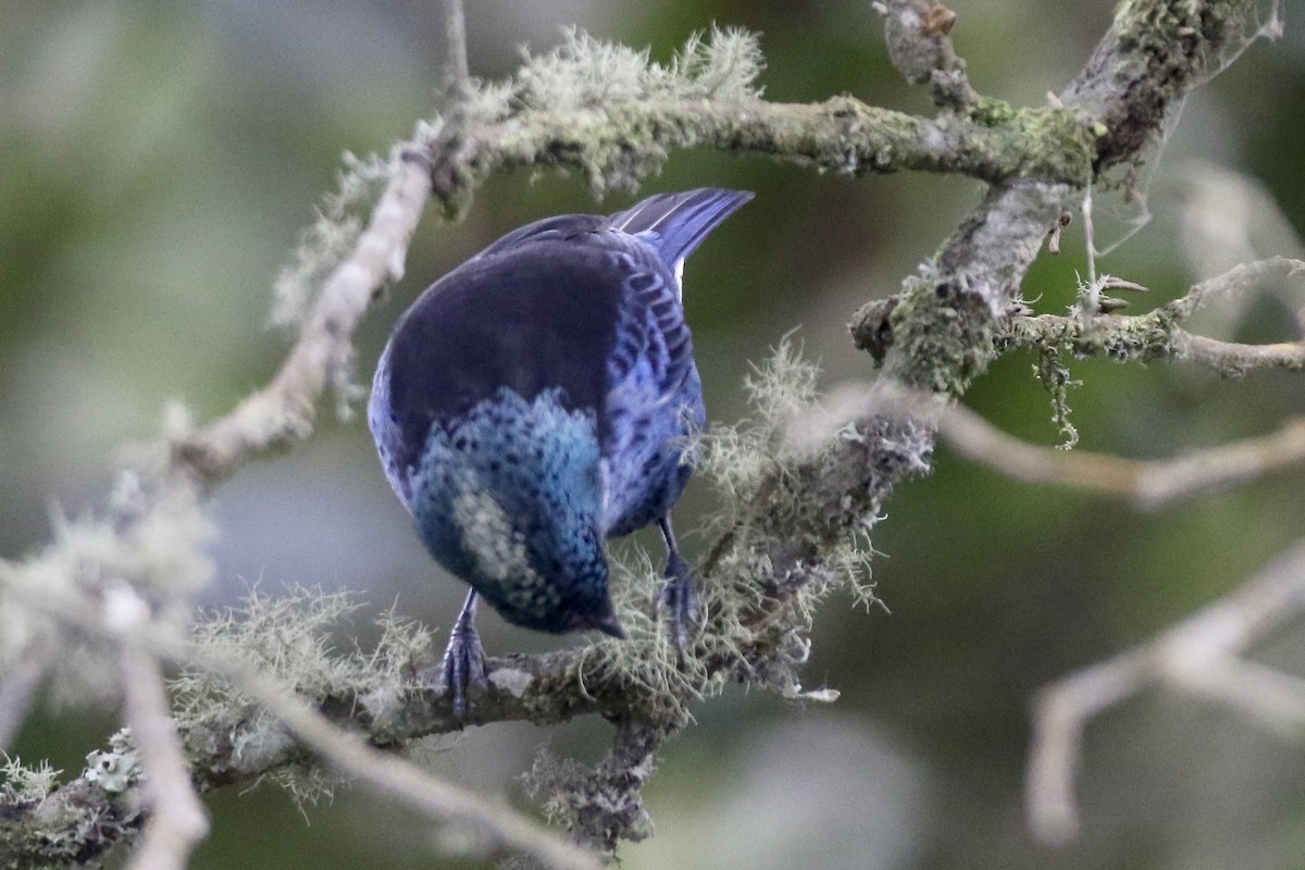 Blue-and-black Tanager (Spot-bellied) - John Garrett