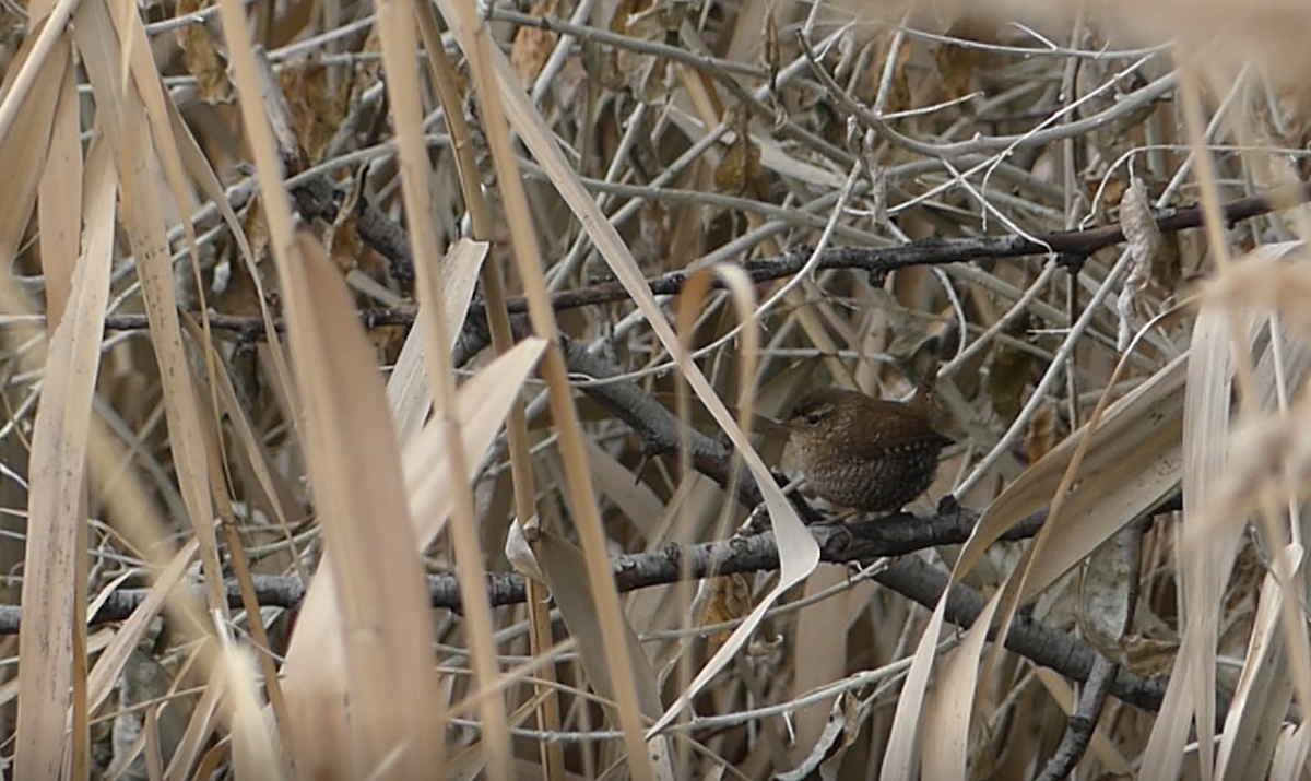 Winter Wren - ML524186181