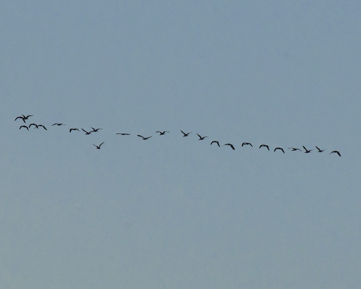 White-faced Ibis - ML524186271