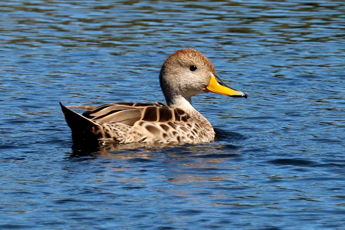 Yellow-billed Pintail - Miguel Angel Bean