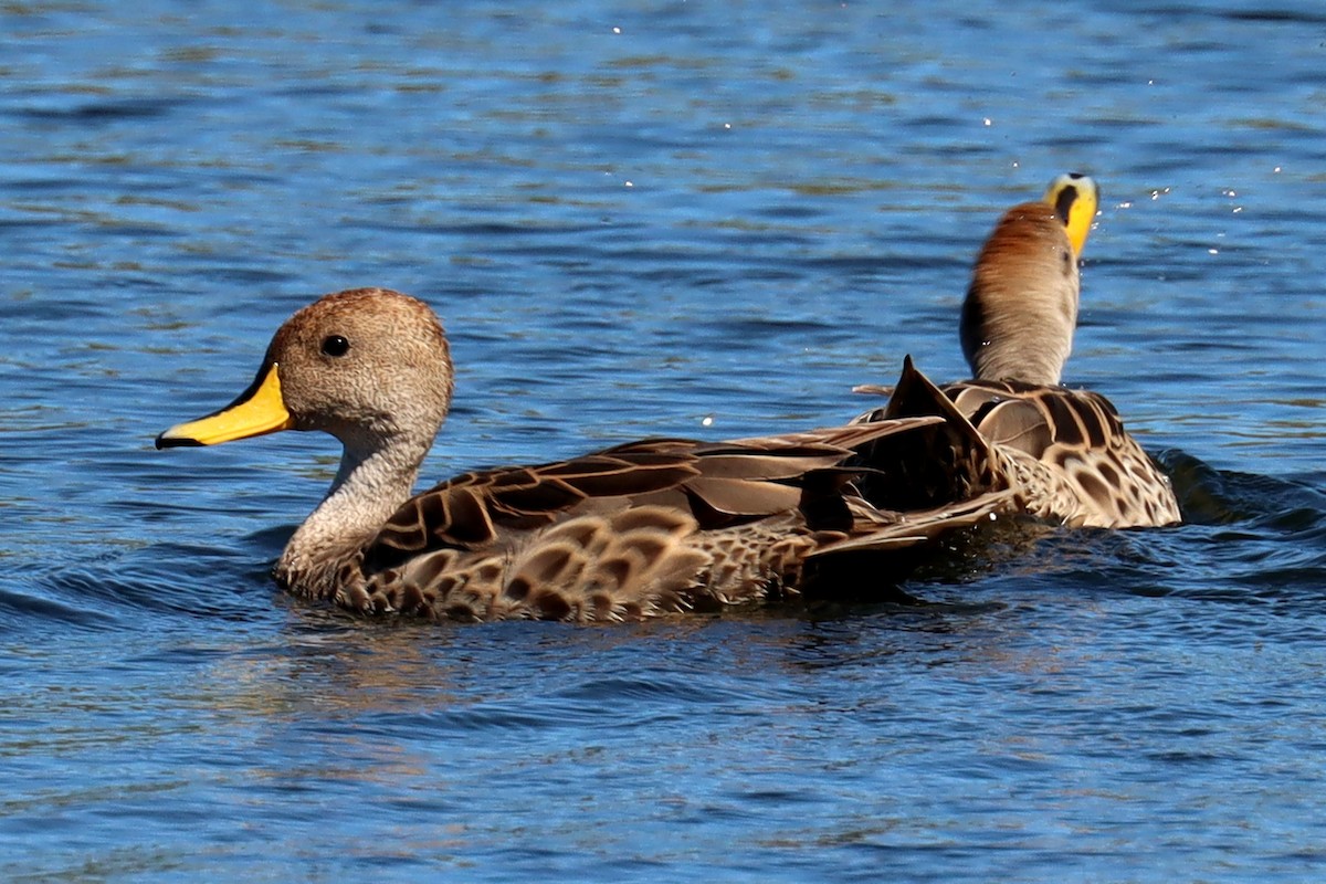 Yellow-billed Pintail - ML524186311