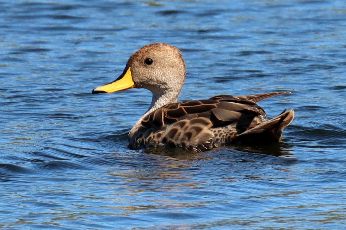 Yellow-billed Pintail - ML524186321