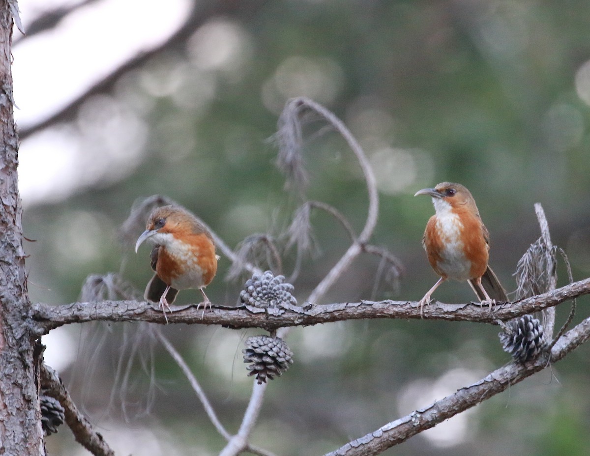 Rusty-cheeked Scimitar-Babbler - David Stejskal