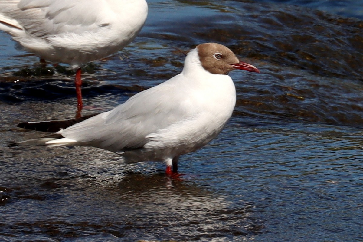 Brown-hooded Gull - ML524187371