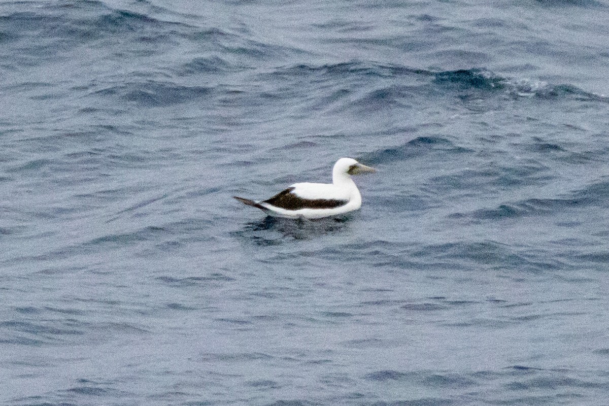 Masked Booby - ML524190471