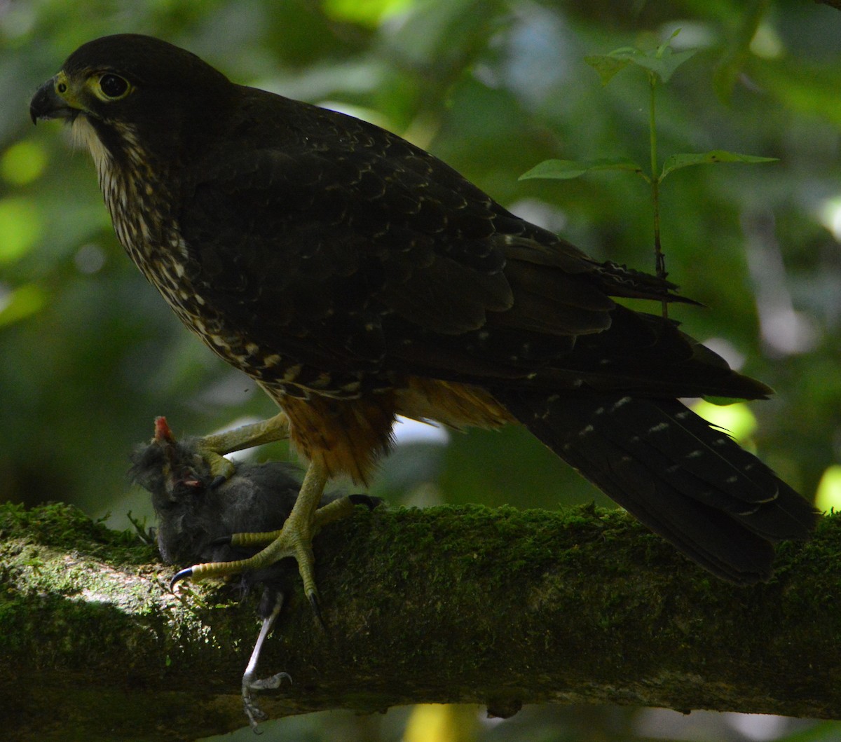 New Zealand Falcon - Jeannie van Vianen