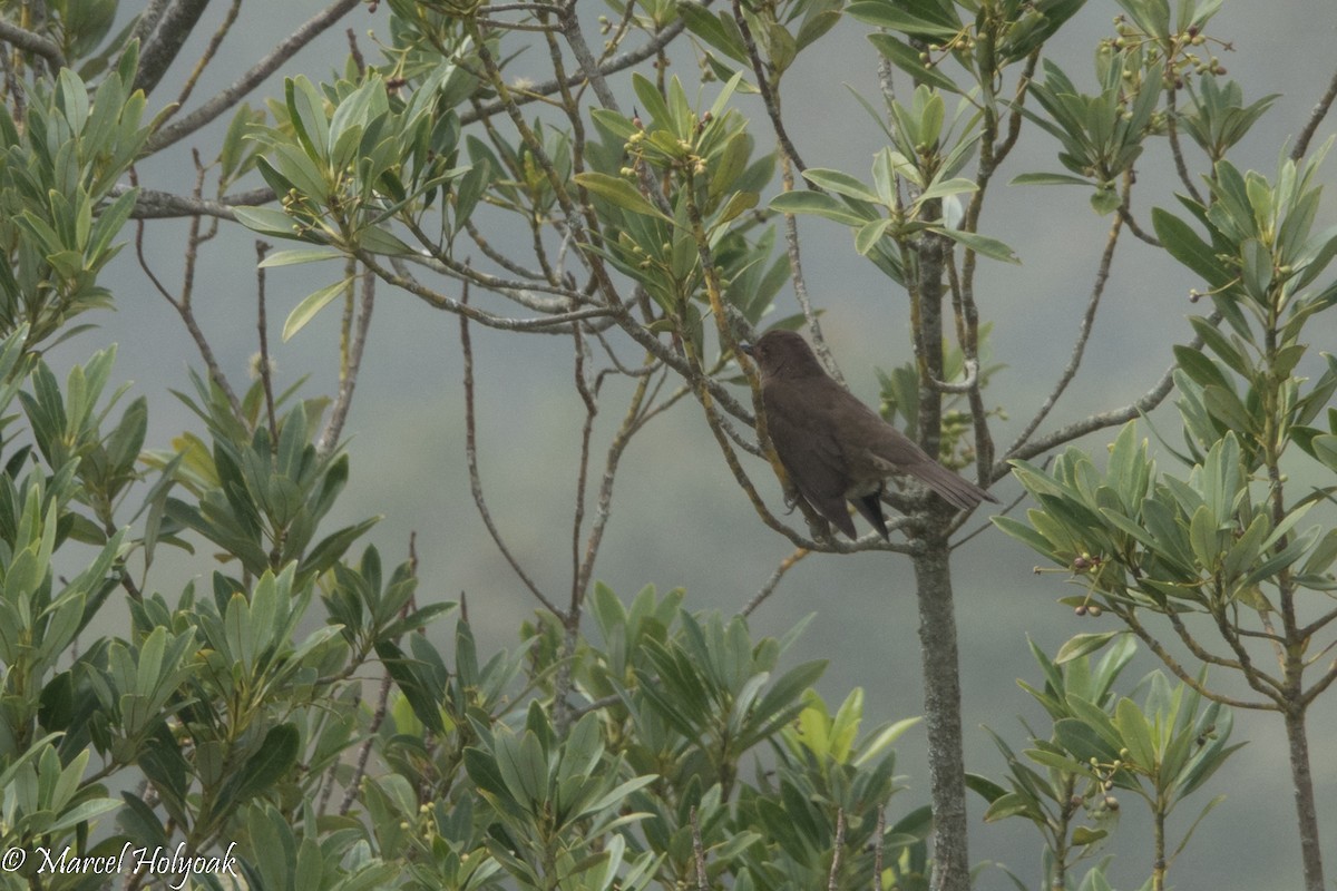 Mountain Thrush - ML524190561