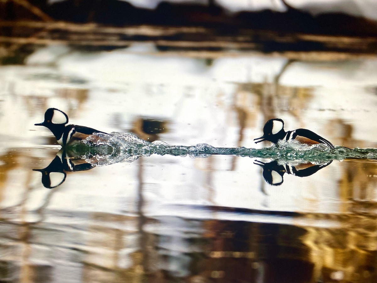 Hooded Merganser - Mike Bentley