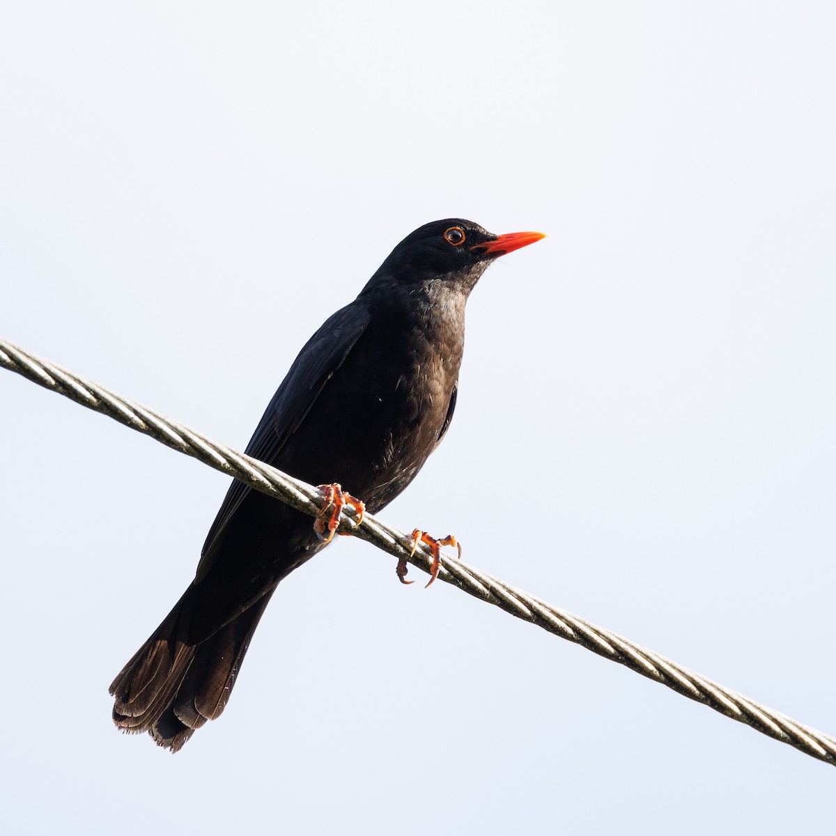Eurasian Blackbird - ML524191281