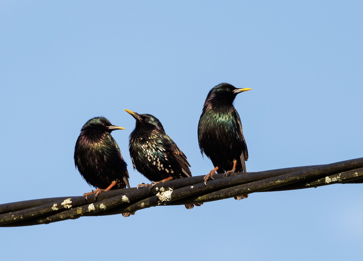 European Starling - ML524191381