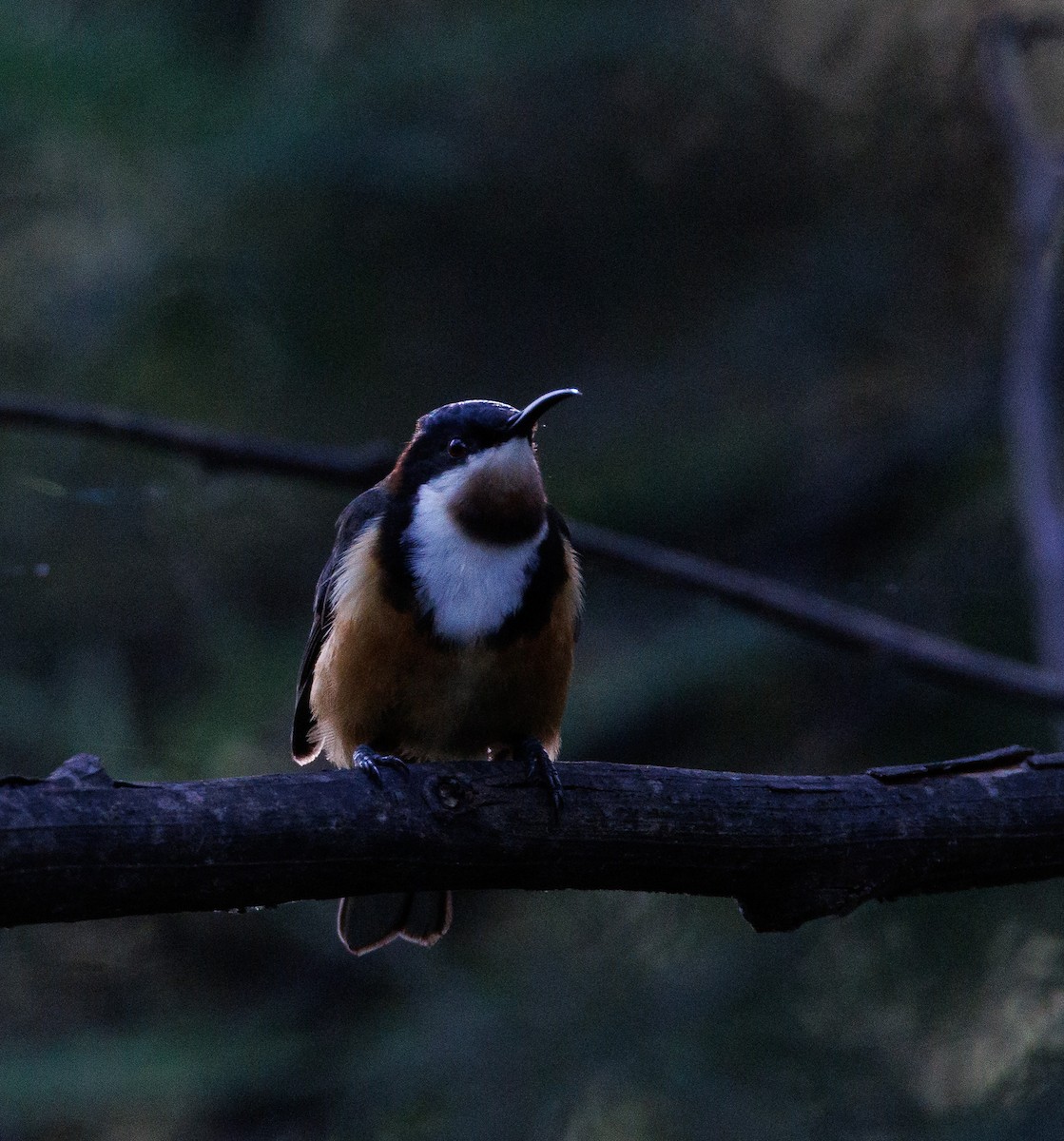Eastern Spinebill - ML524191421