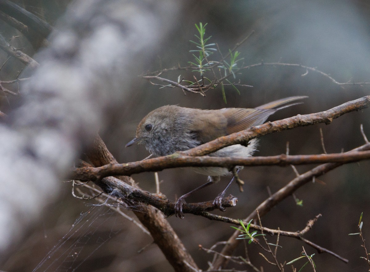 Tasmanian Thornbill - ML524192181