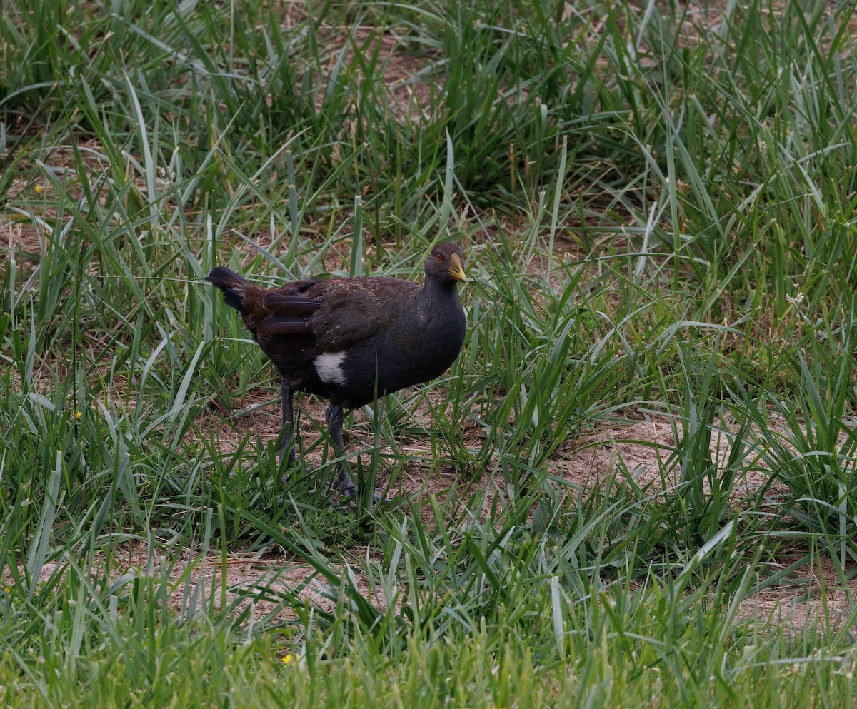 Tasmanian Nativehen - ML524192261