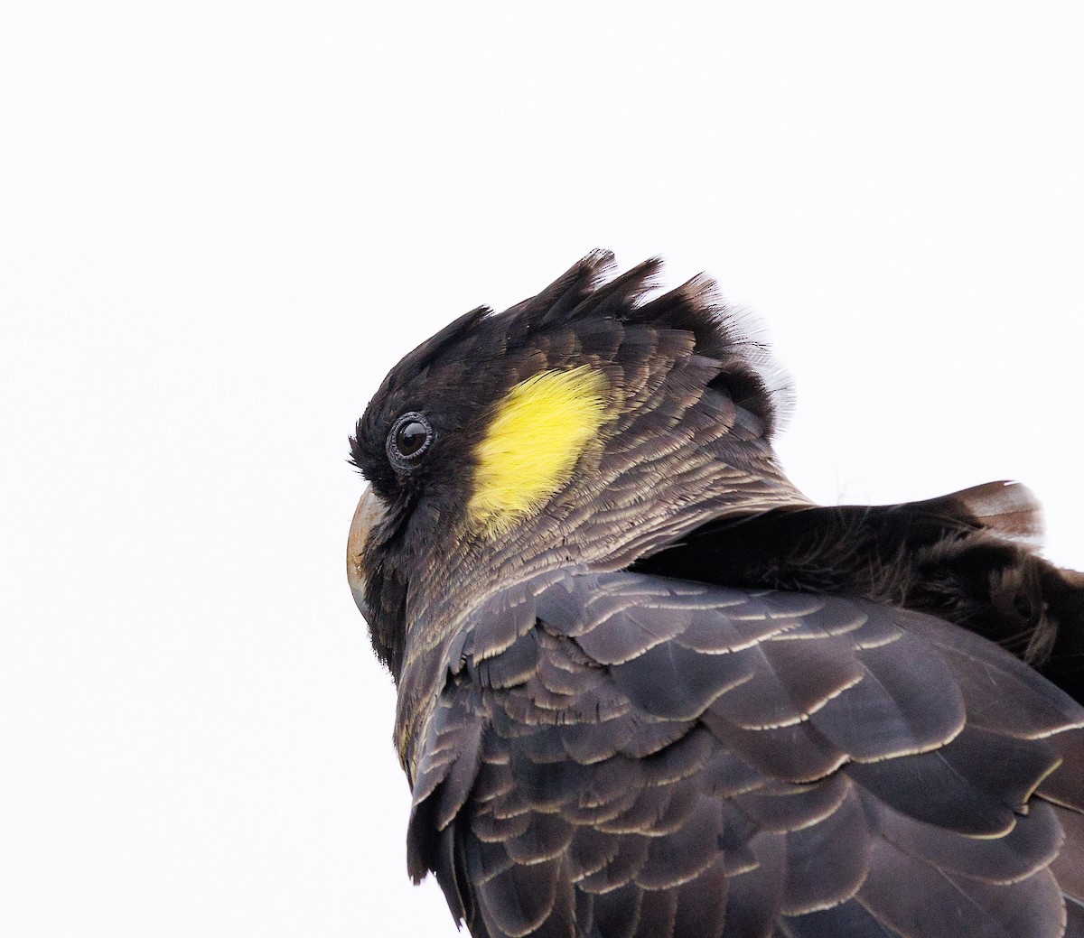 Yellow-tailed Black-Cockatoo - ML524192441