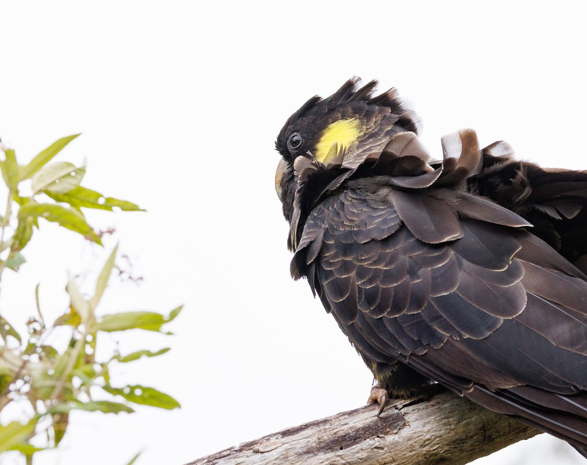 Yellow-tailed Black-Cockatoo - ML524192461