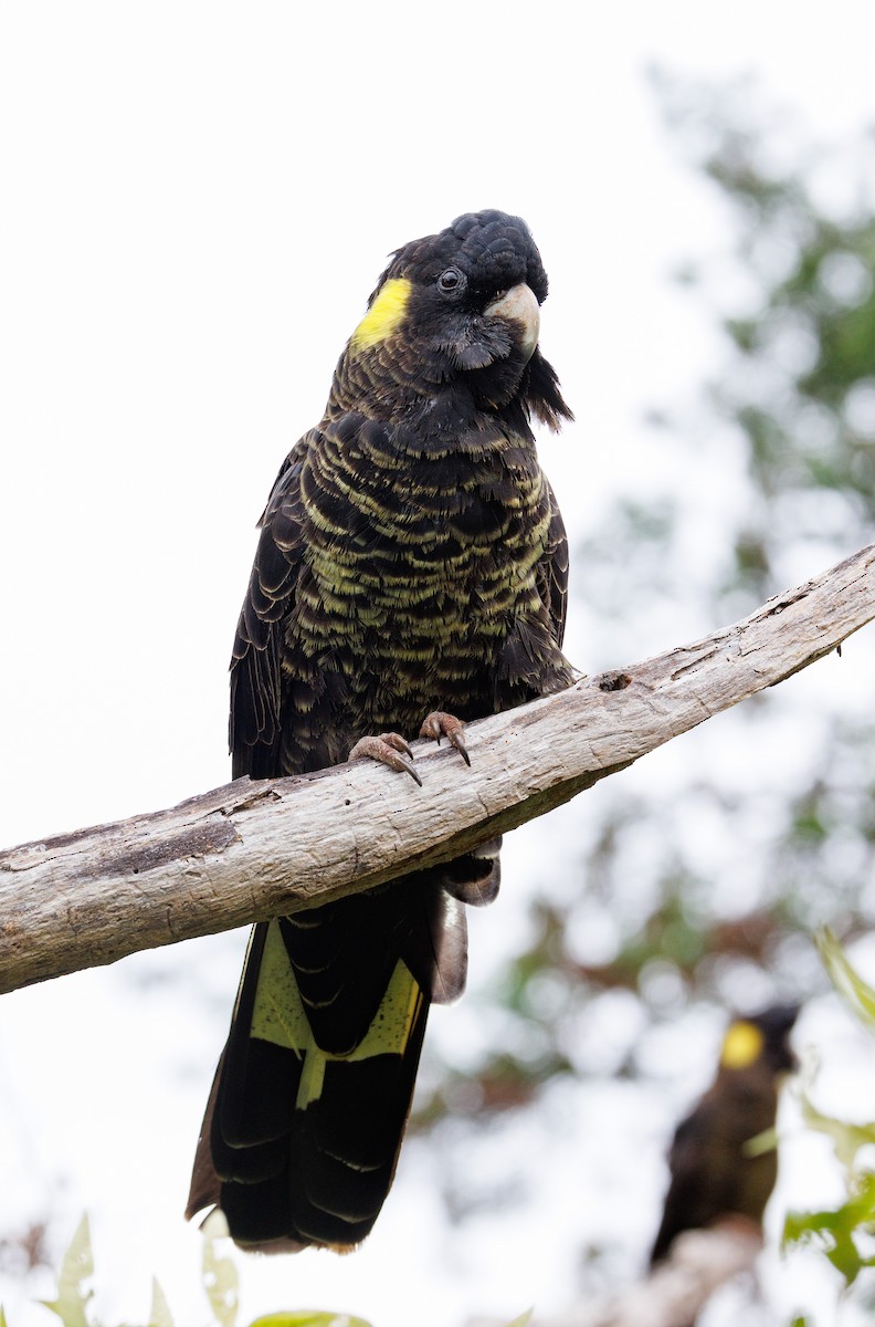 Yellow-tailed Black-Cockatoo - ML524192471
