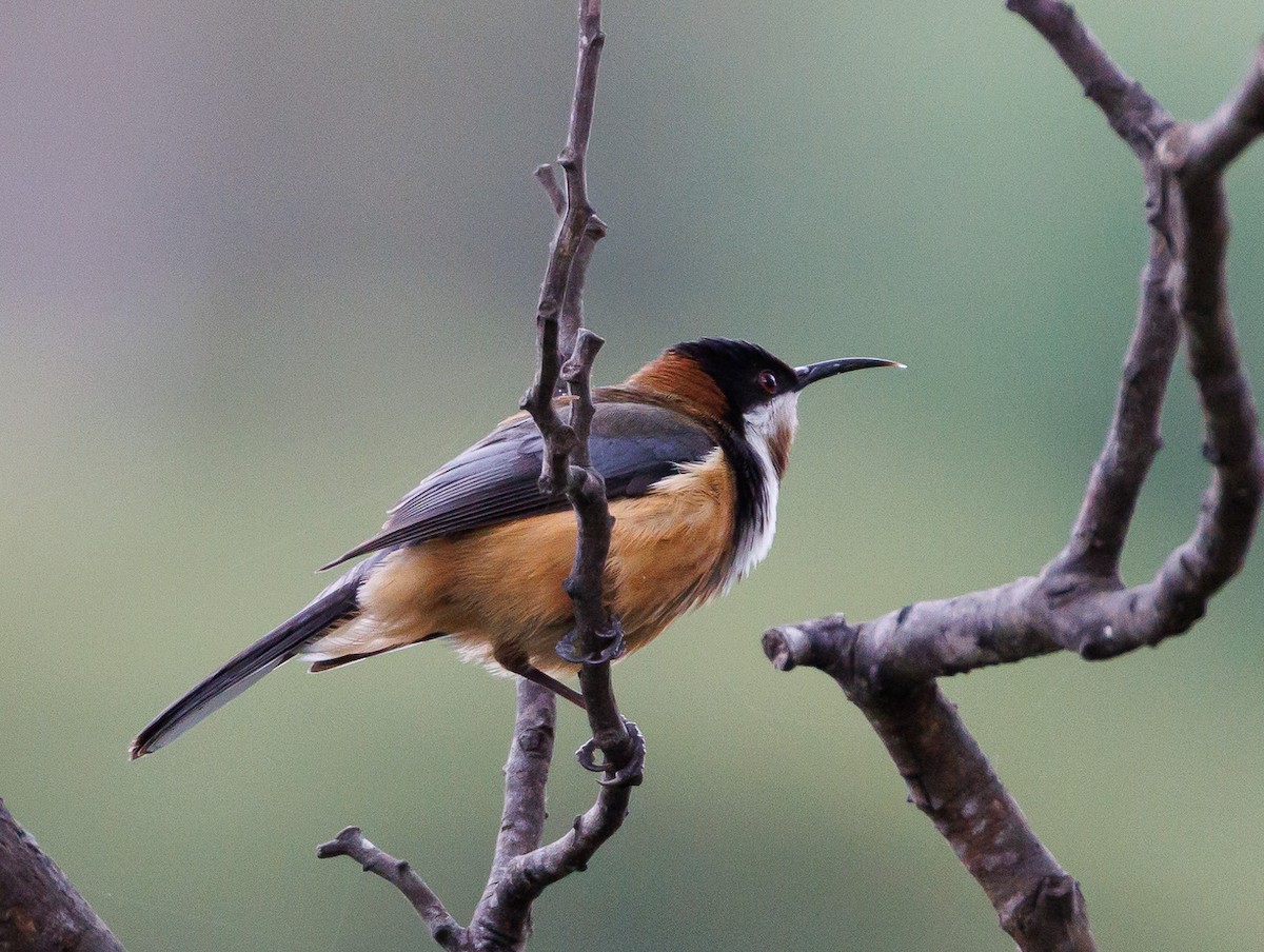Eastern Spinebill - ML524192581