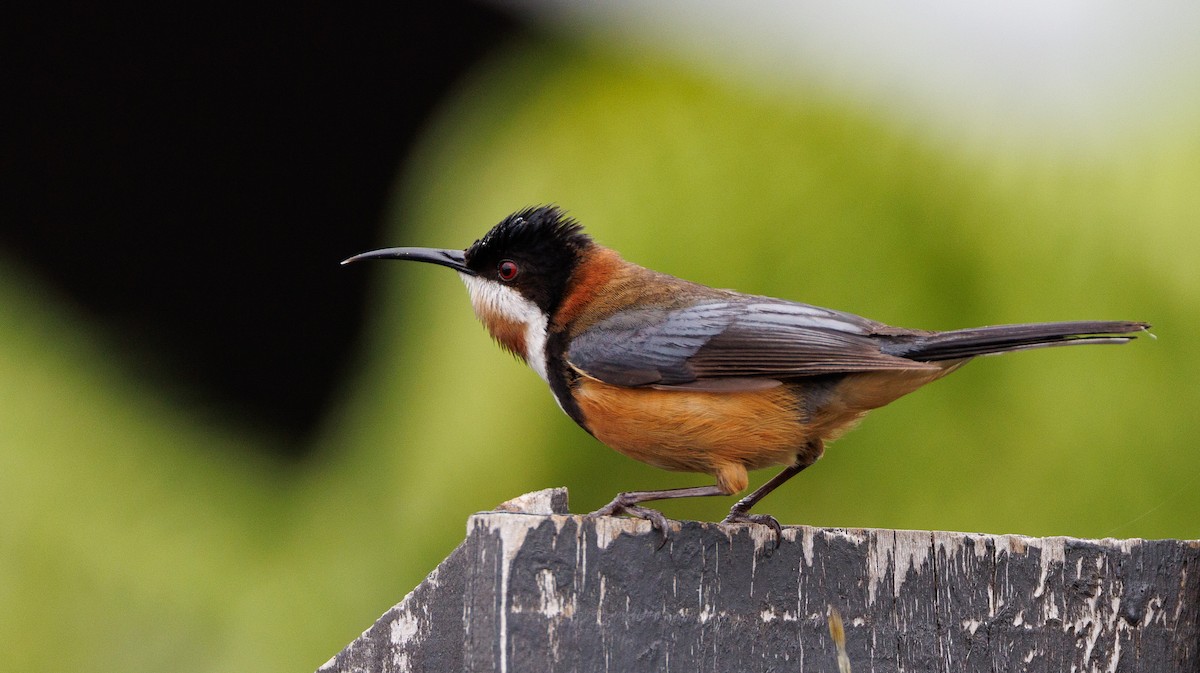 Eastern Spinebill - ML524192591