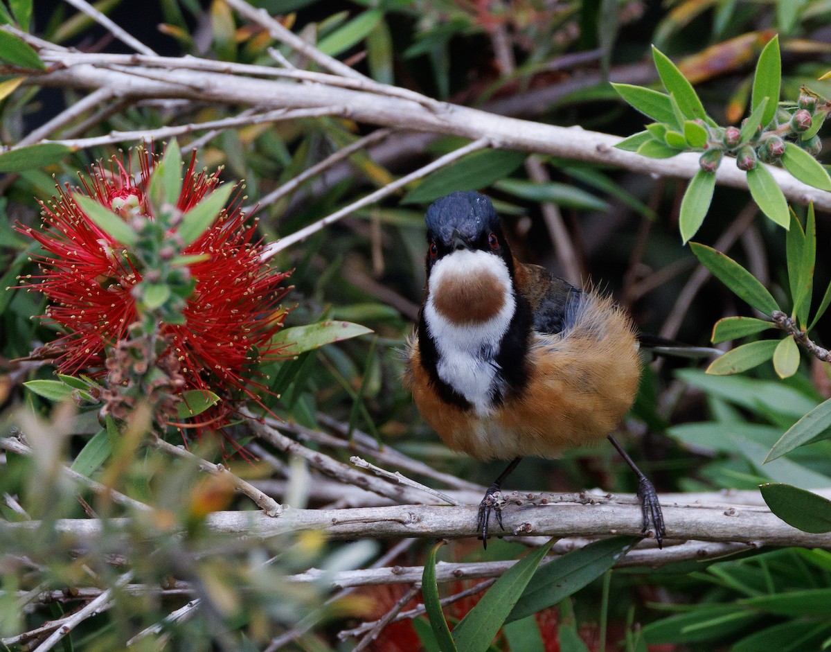 Eastern Spinebill - ML524192611