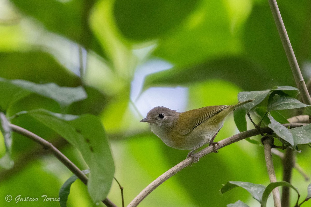 Lesser Greenlet - ML524193711