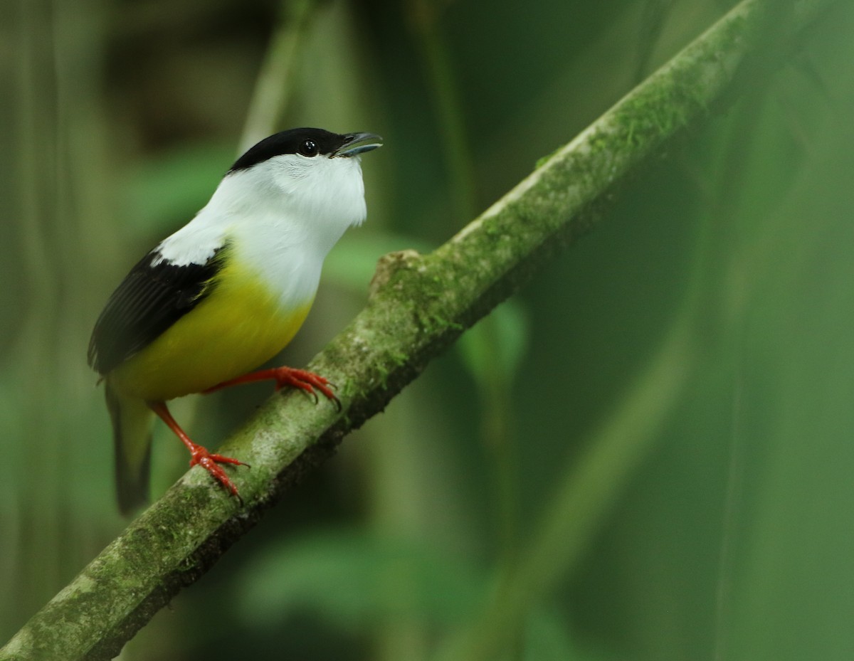 White-collared Manakin - Luke Seitz