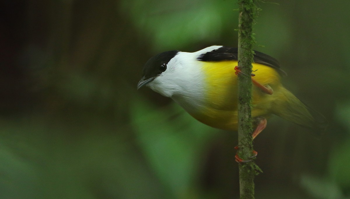 White-collared Manakin - Luke Seitz