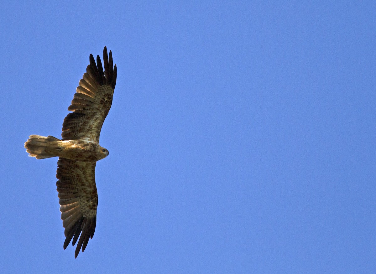 Whistling Kite - ML524195501