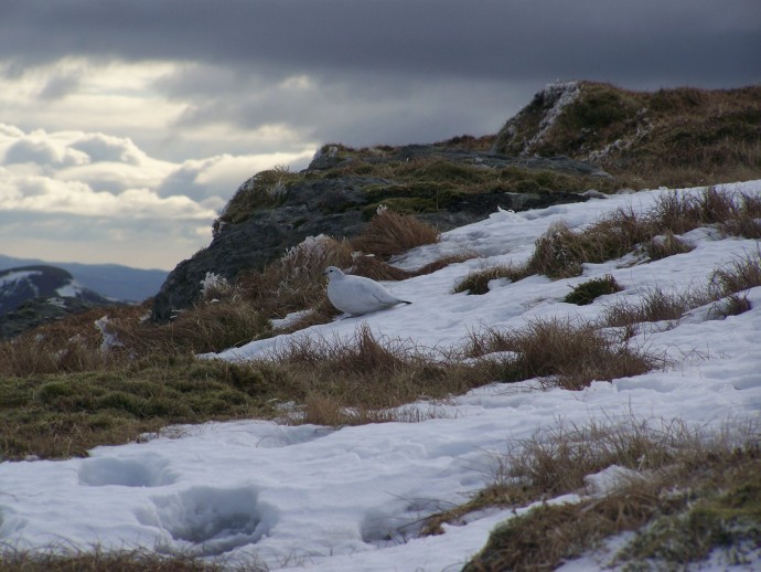 Rock Ptarmigan - CowalHistorical BirdRecords