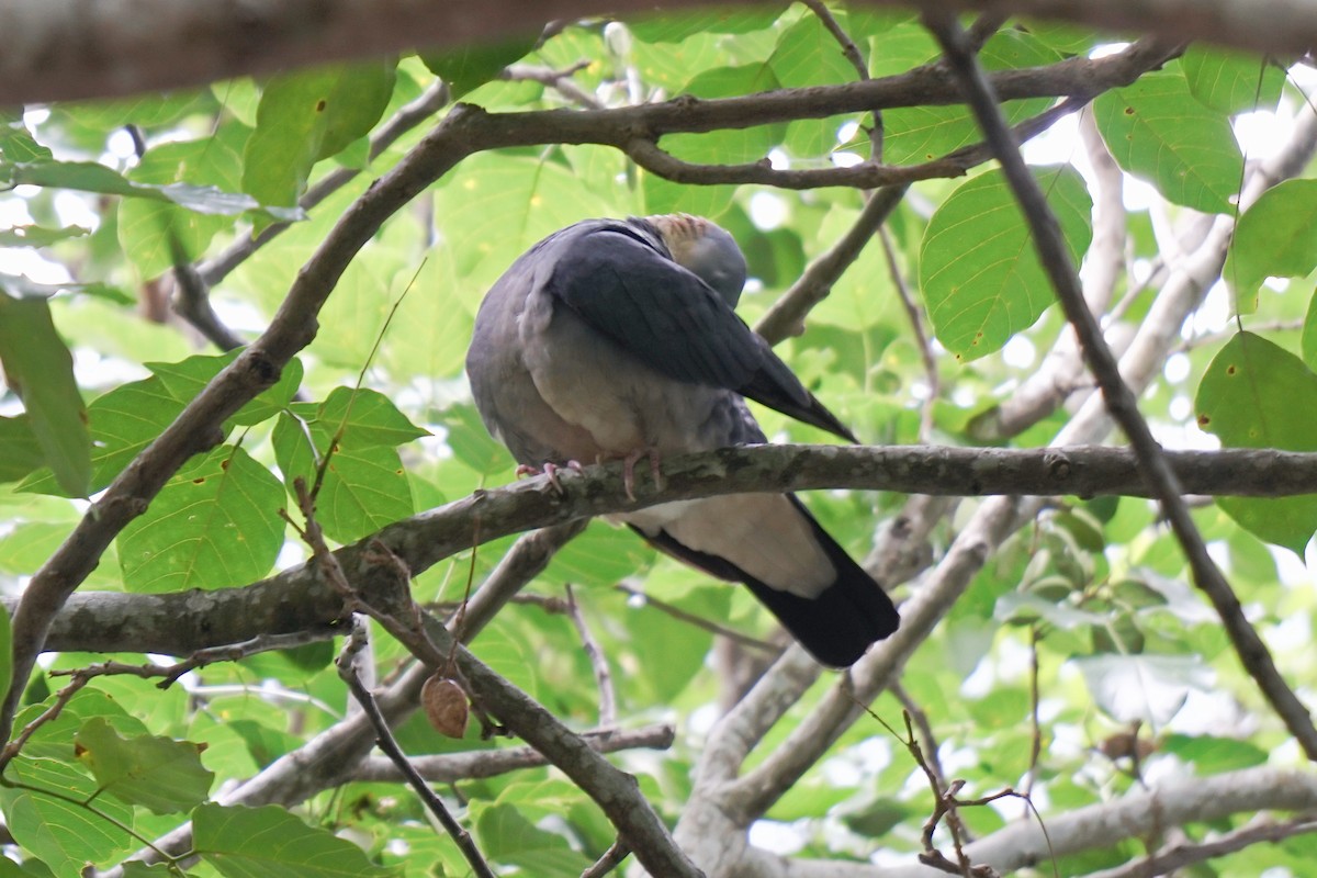 Ashy Wood-Pigeon - ML524197501