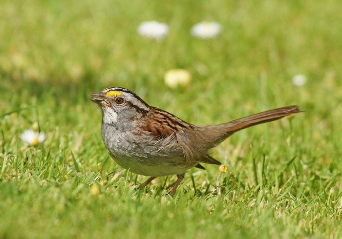 White-throated Sparrow - ML524198391