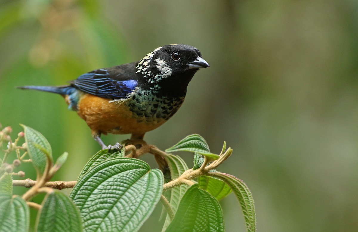 Spangle-cheeked Tanager - Luke Seitz
