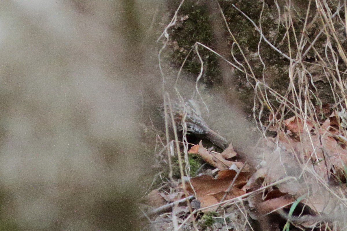 Brown Creeper - Richard Stanton