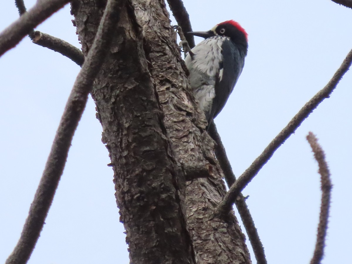 Acorn Woodpecker (Acorn) - Anne (Webster) Leight