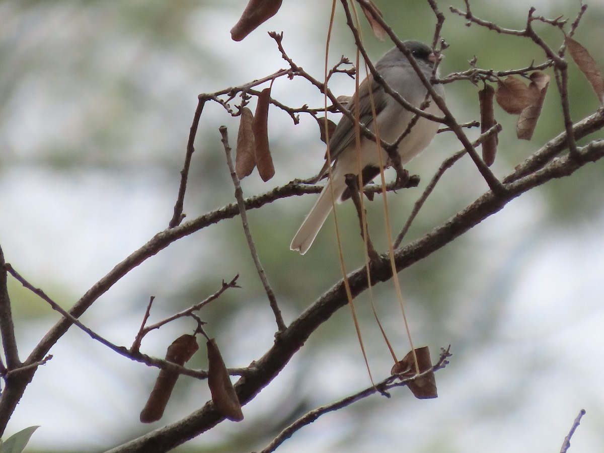 Junco Ojioscuro (dorsalis) - ML524199511