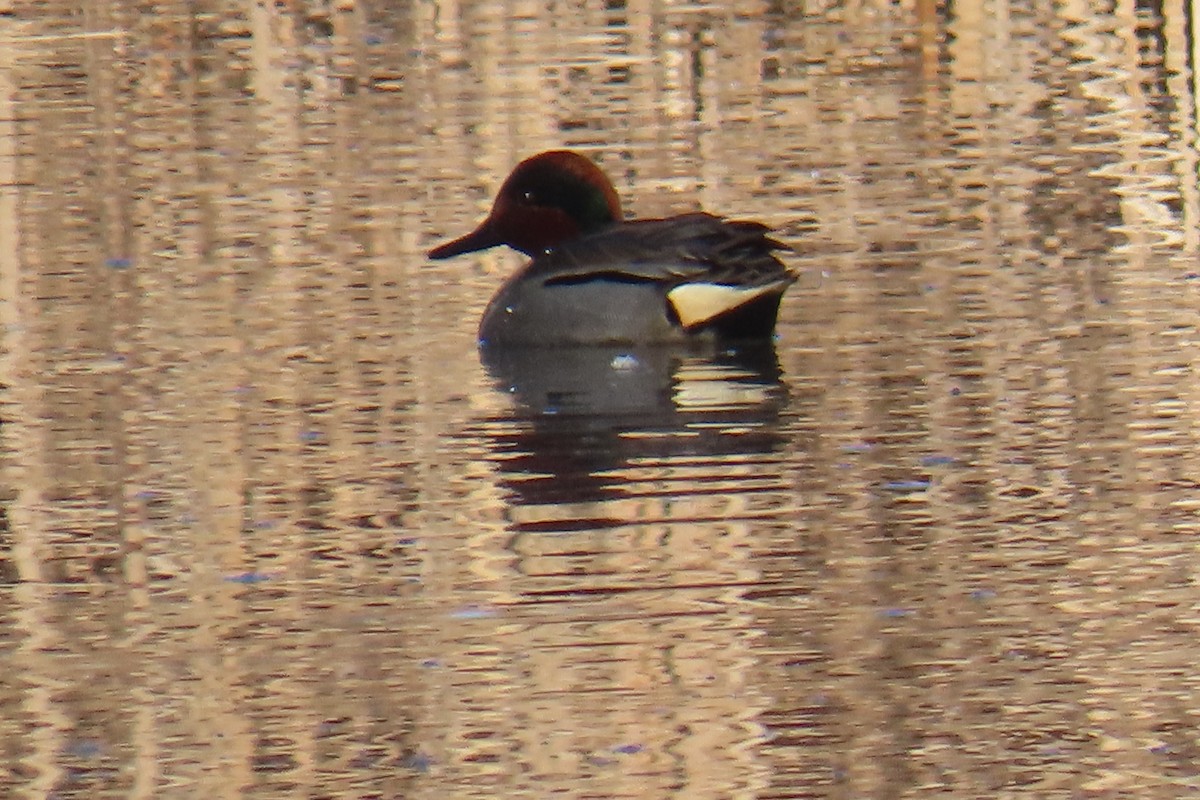 Green-winged Teal - ML524199761
