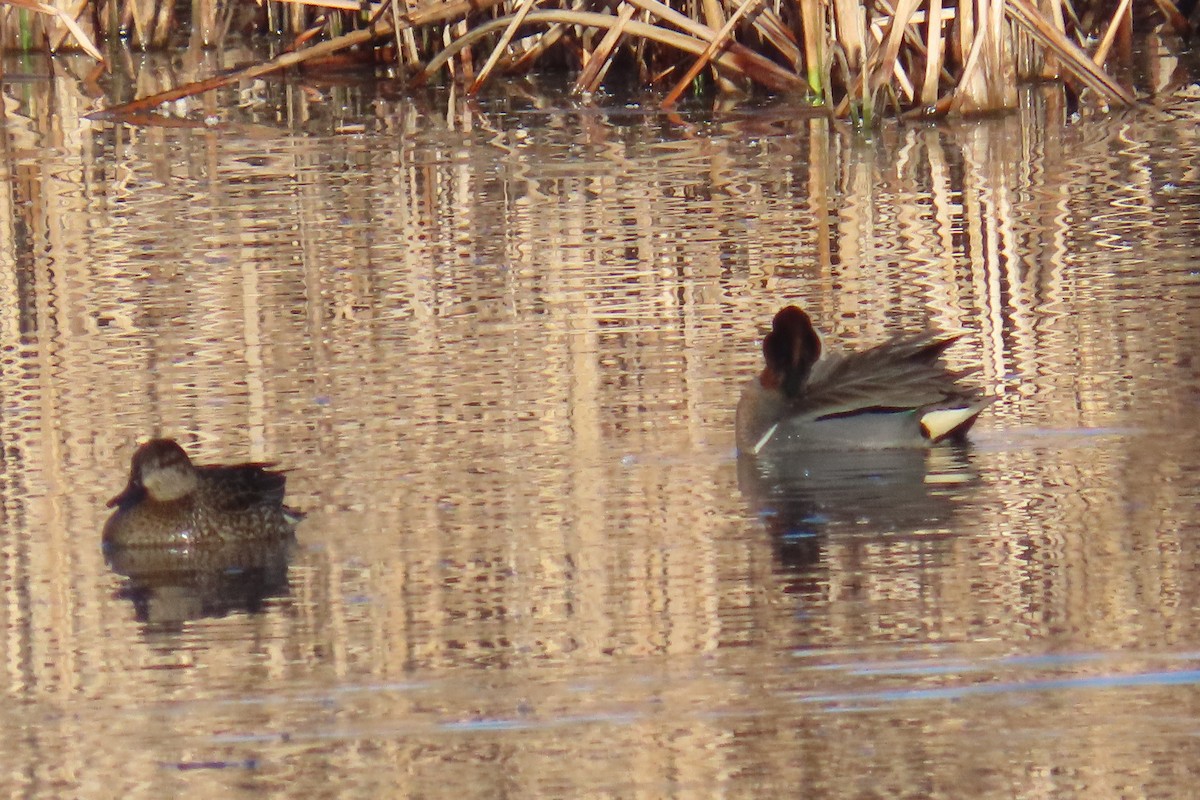 Green-winged Teal - ML524199771