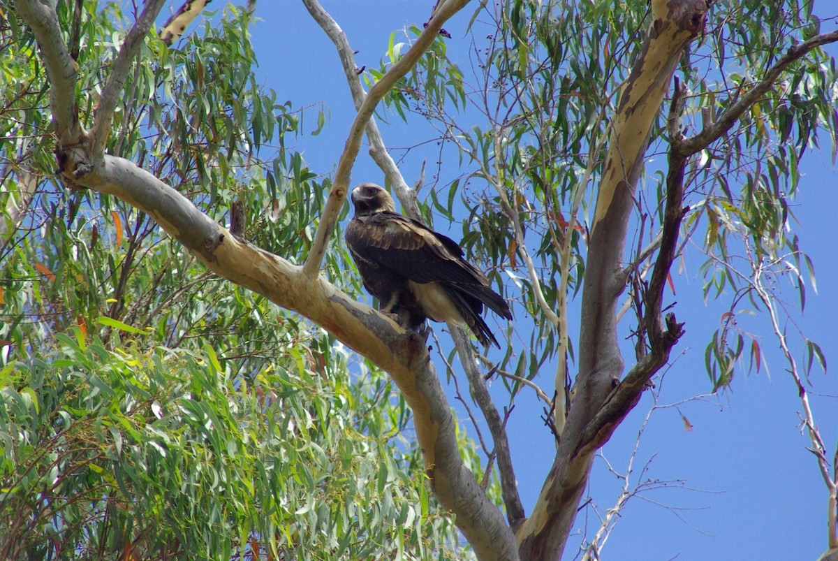 Aigle d'Australie - ML524200901