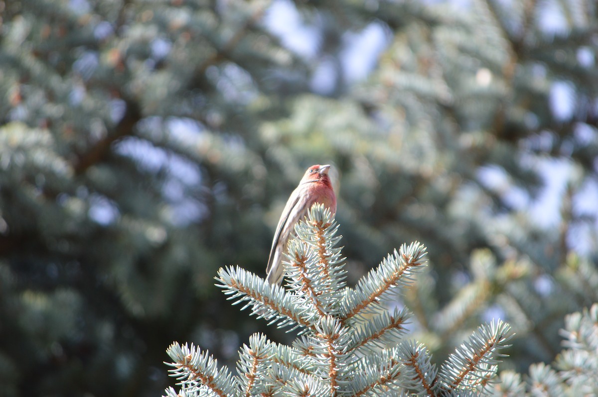 House Finch - ML52420241