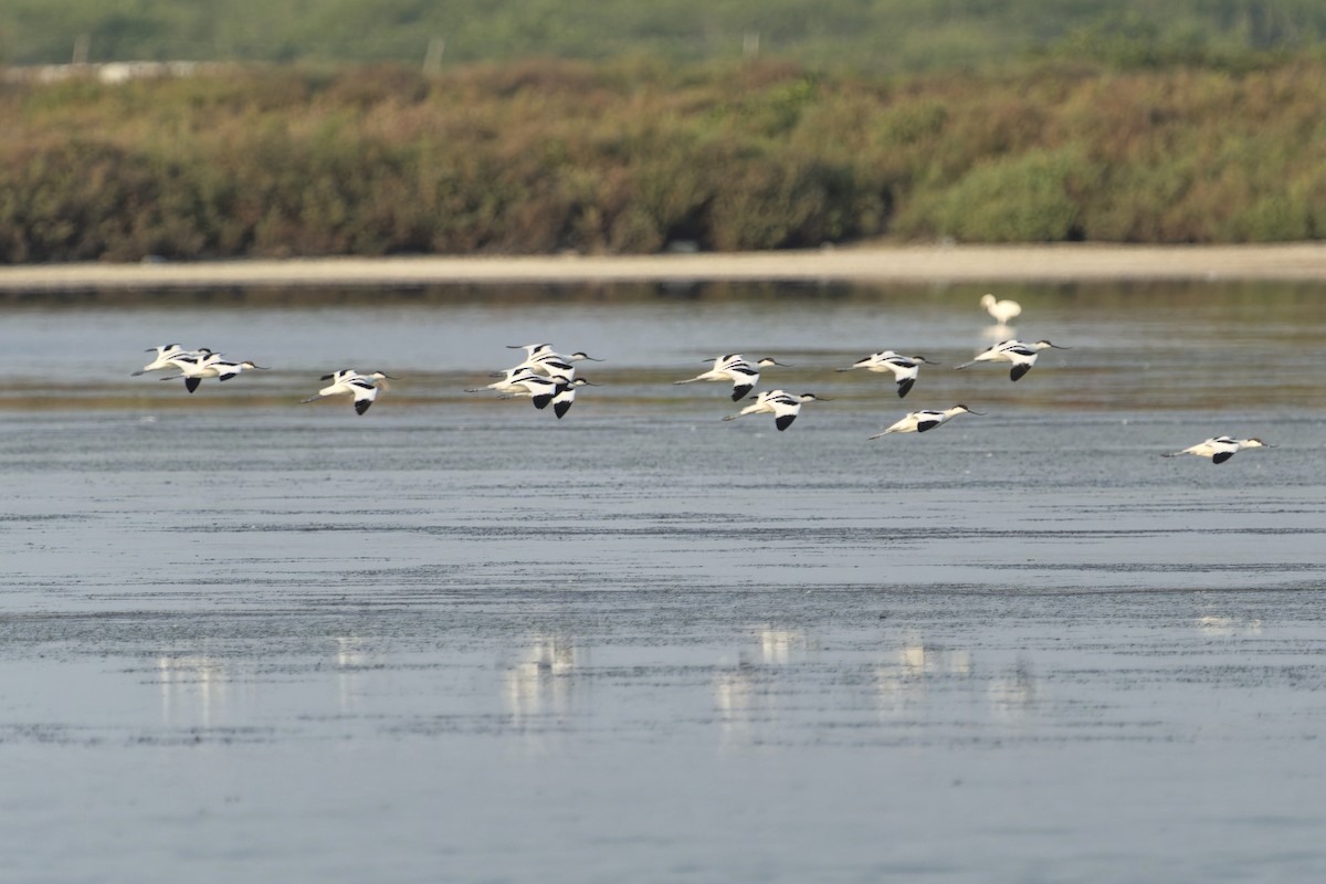 Pied Avocet - ML524203311