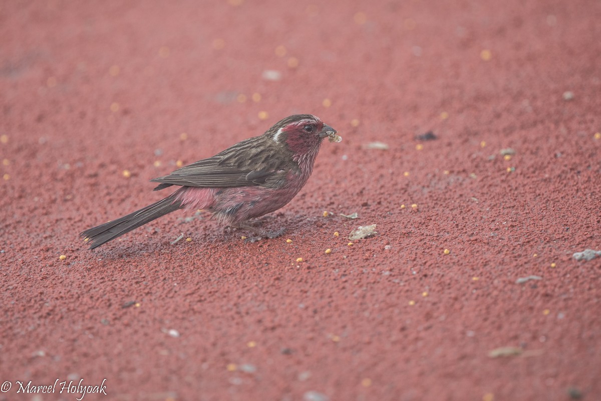 Chinese White-browed Rosefinch - ML524204471