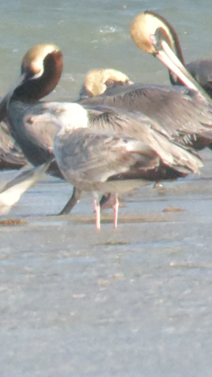 Gaviota Argéntea - ML524204721