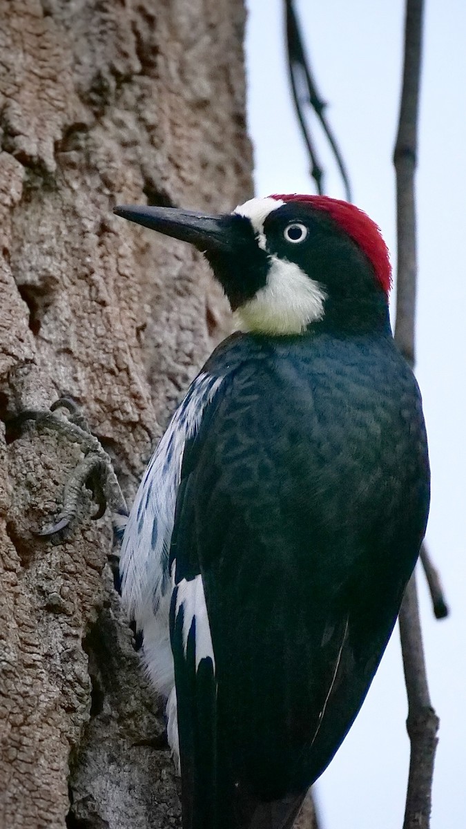 Acorn Woodpecker - ML524205001