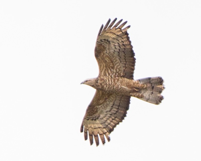 Oriental Honey-buzzard - Rhys Marsh