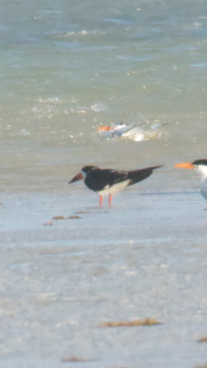 Black Skimmer - ML524205551